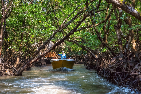 Mangrove Forest, Havelock Island - Know about How to Reach, Best Time to  Visit, Things To Do, Nearby Hotels & More